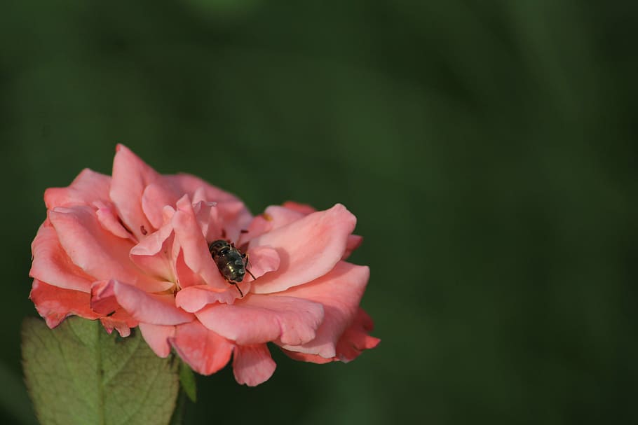 Flower, Honeybee, Pink, petal, flower head, nature, fragility HD wallpaper
