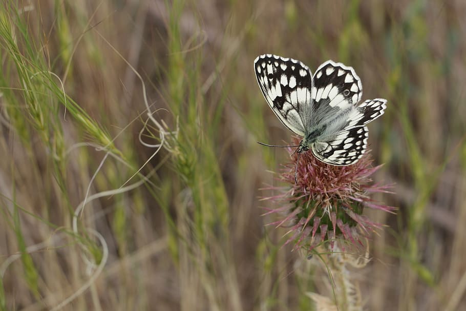 butterfly, on the go, thistle, nature, insect, butterfly - Insect HD wallpaper