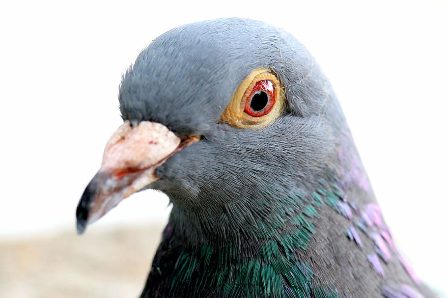 close up photo of black pigeon, dove, bird, animal, feather, animal wildlife