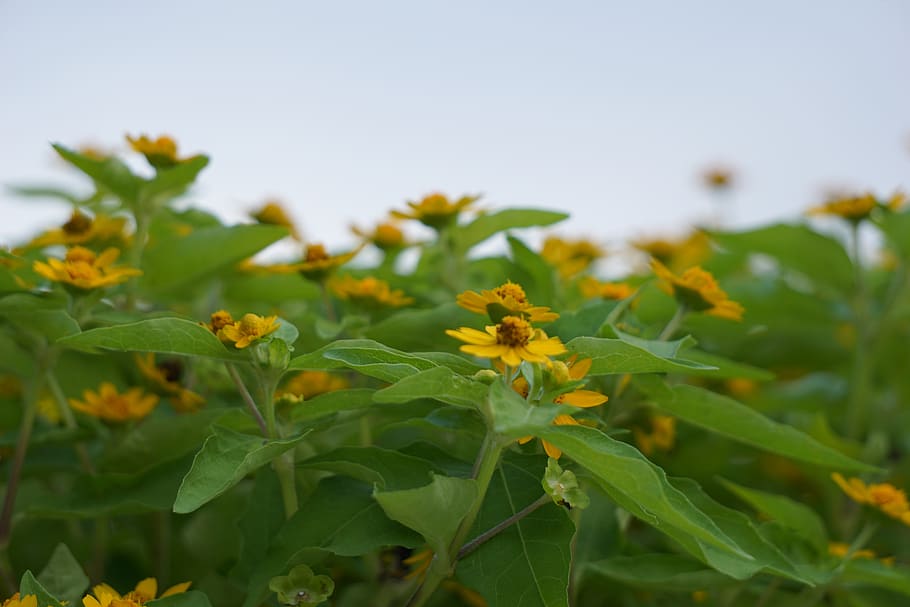 flower, yellow, growth, plant, plant part, leaf, beauty in nature HD wallpaper