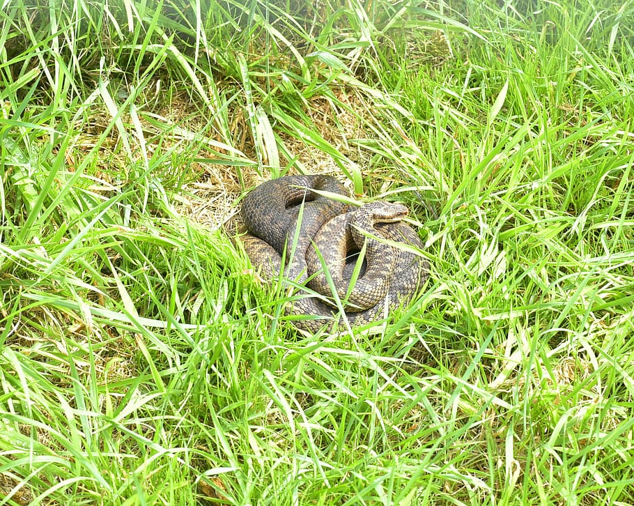 adder, vipera berus, snake, gifttig, small, nature, grass, carnivores HD wallpaper