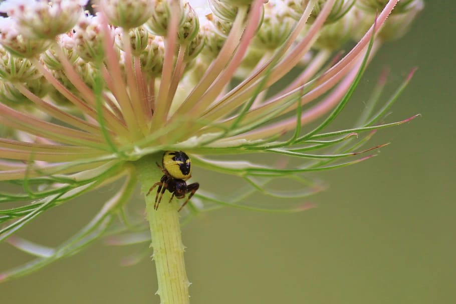 spider, nature, close, isolated, insect, plant, macro, flower HD wallpaper