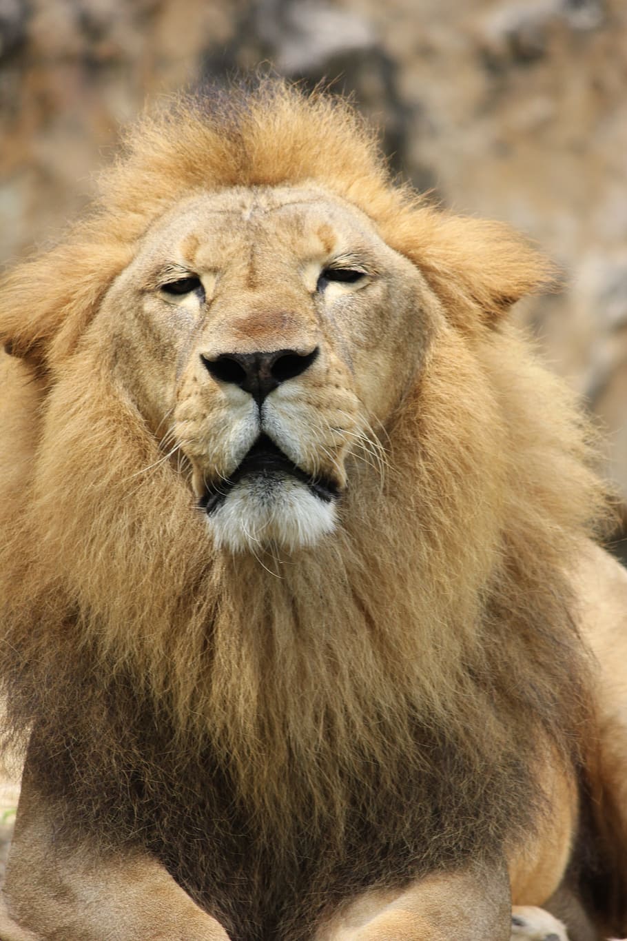 lion, pride, cat, mane, male, wildcat, big cat, lion's mane HD wallpaper