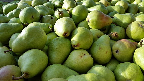 pears, bartlett pear, healthy, fruit, food, fresh, organic HD wallpaper