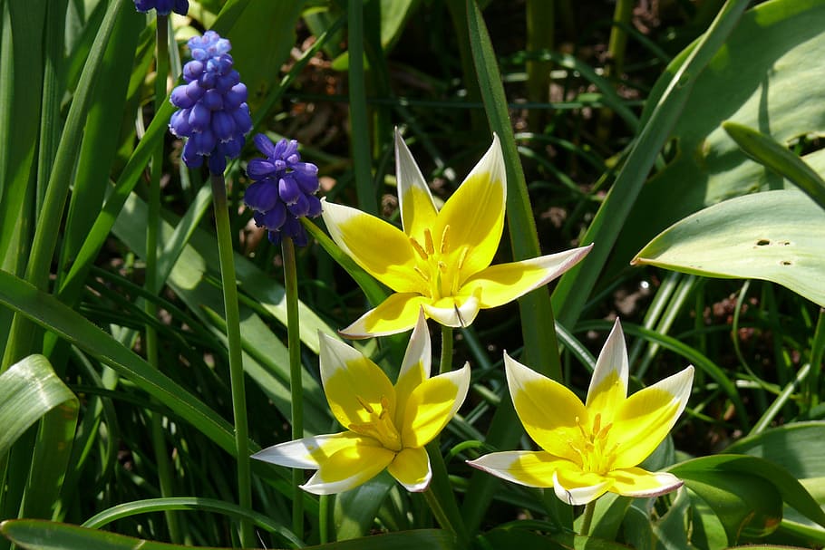 tulip tarda, muscari, grape hyacinth, yellow, blue, spring, HD wallpaper