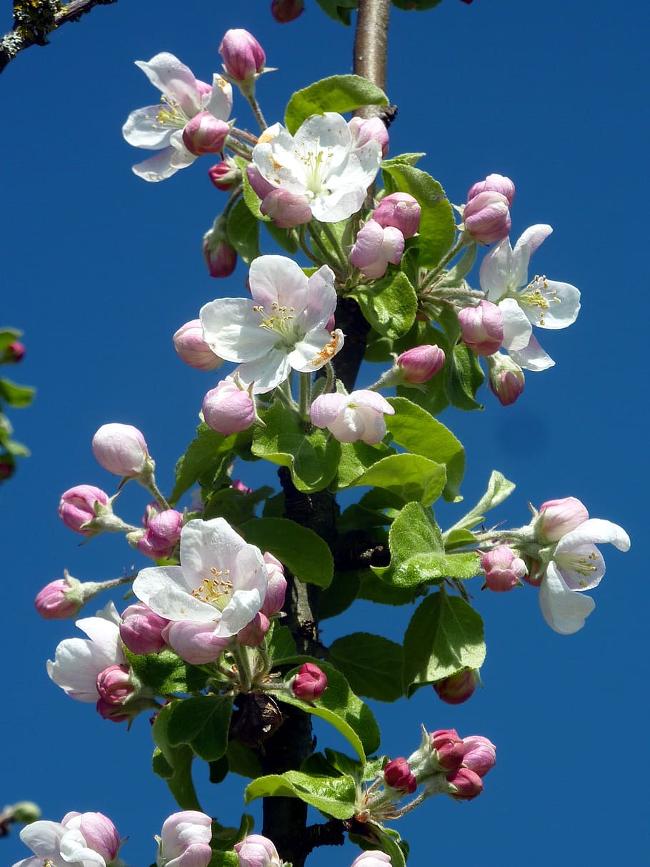 branch, flowers, spring, sky, blue, flowering, nature, petal HD wallpaper