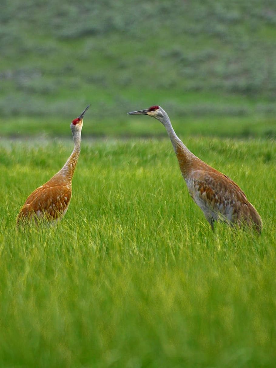 heron, beaks, red, brown, large, 2, showed two, grass, field HD wallpaper