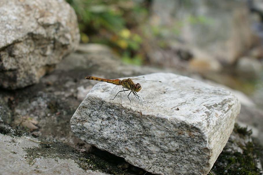 dragonfly, nature, insects, animal themes, invertebrate, one animal HD wallpaper