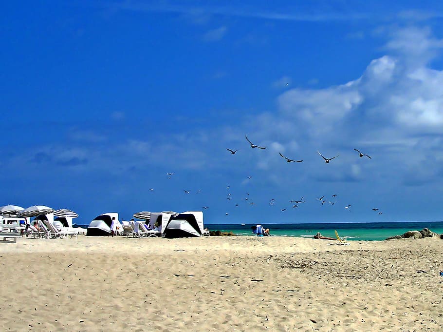 beach, miami, sea, blue, tourists, land, water, sand, sky, bird HD wallpaper