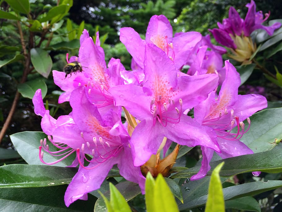 flower, rain, fresh, nature, green, plant, flora, water, leaf HD wallpaper