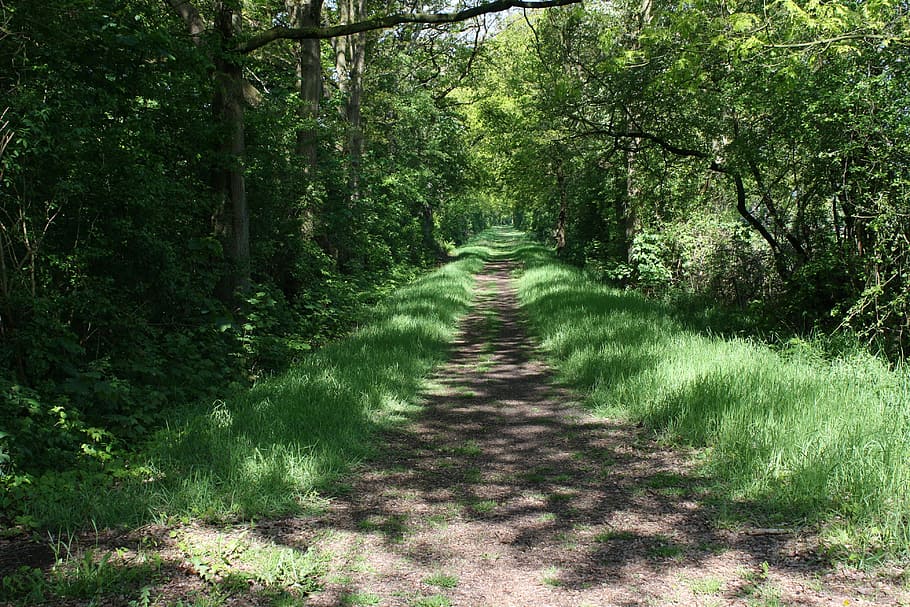 Way, Path, Trees, Nature, Pathway, green, journey, forest, lane HD wallpaper
