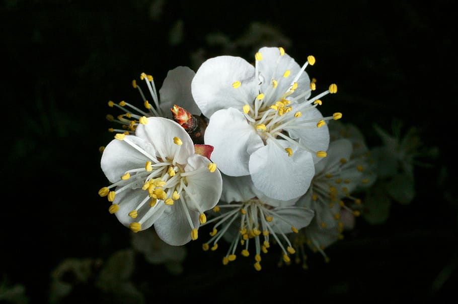 cherry, flower, spring, tree, branch, nature, flowers, bloom HD wallpaper