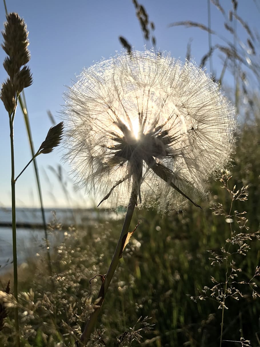 dandelion, seeds, solar, beach, bed, sea, summer, blue sky HD wallpaper