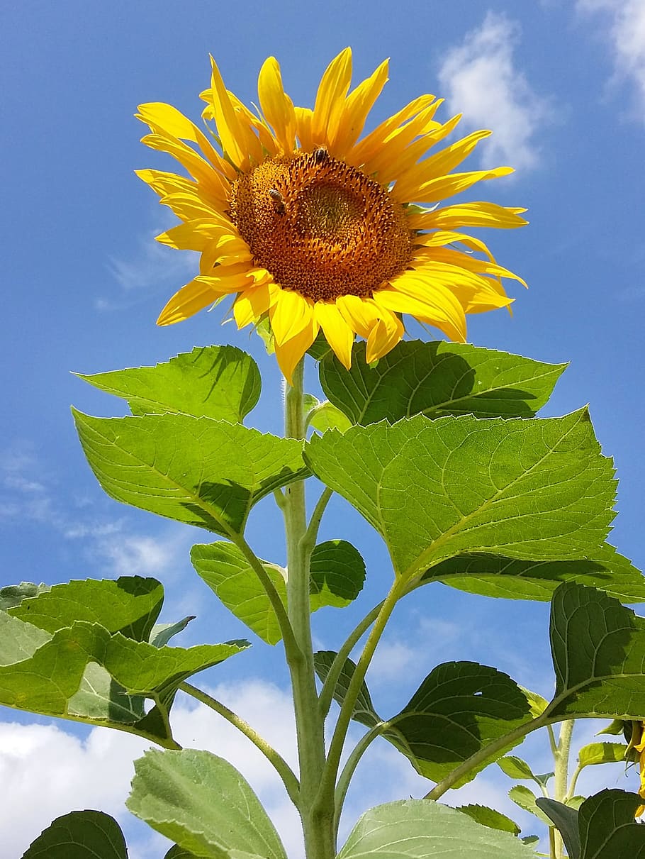 Sunflower, Yellow, Summer, outdoors, nature, plant, leaf, freshness HD wallpaper