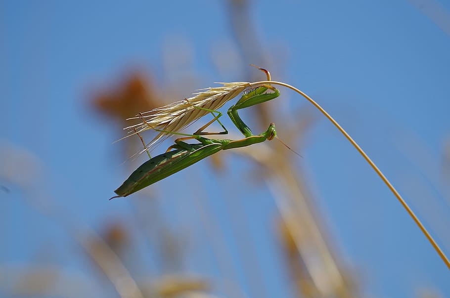 HD wallpaper: praying mantis, insect, green, nature, animals in the