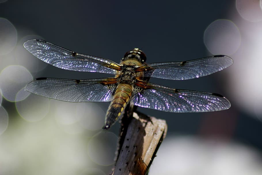 selective focus photography of dragonfly on stem, pond, sky HD wallpaper