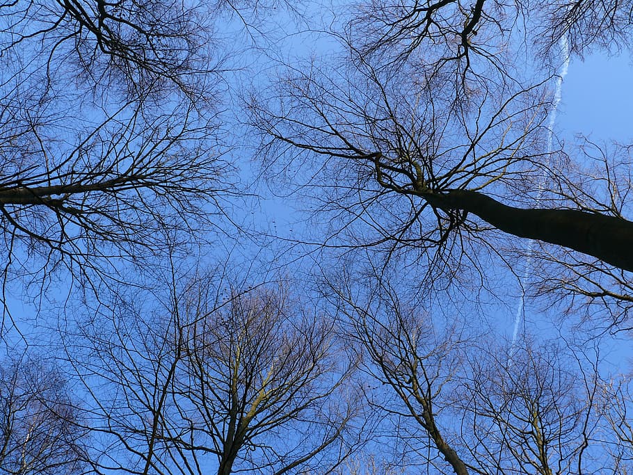 Forest, Trees, Winter, Cold, sky, aesthetic, kahl, bare tree HD wallpaper