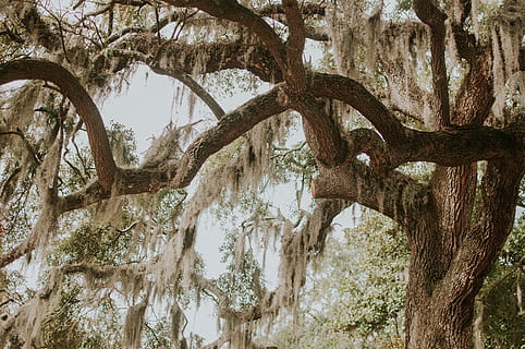 green leafed tree near tree at daytime, green tree, Savannah, Georgia HD wallpaper