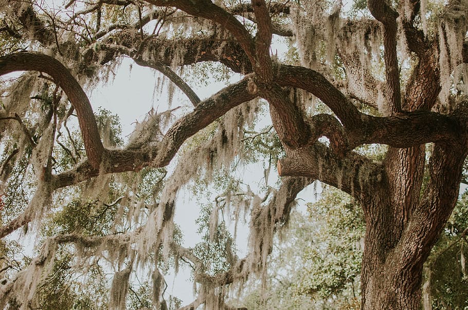 green leafed tree near tree at daytime, green tree, Savannah, Georgia HD wallpaper