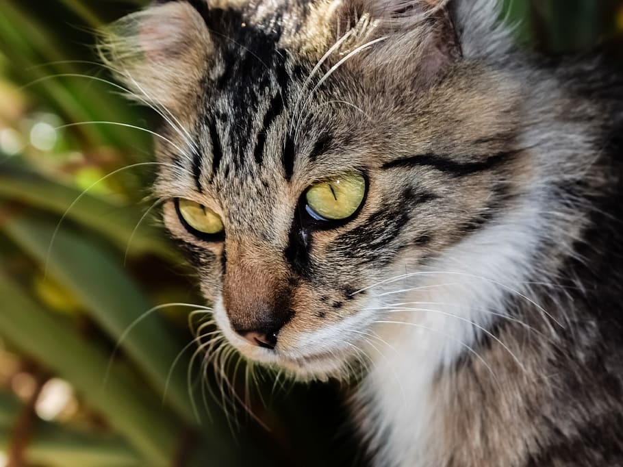 brown tabby cat in closeup photography, Stray, Eyes, Animal HD wallpaper