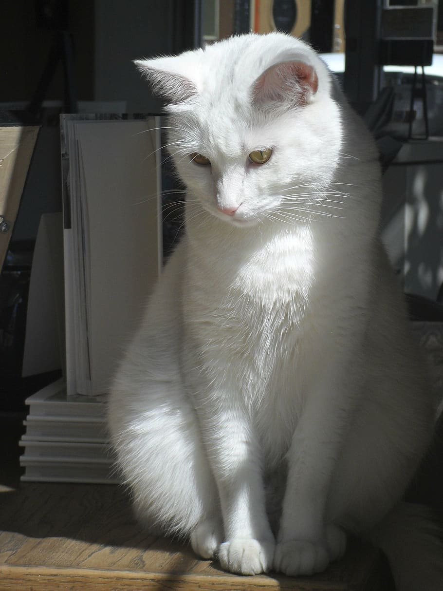 cat, shadows, pet, cute, animal, domestic, pets, domestic cat HD wallpaper