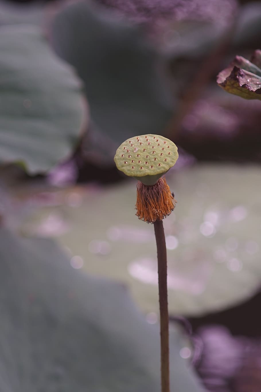 lotus, nature, lilly, flower, plant, growth, beauty in nature HD wallpaper
