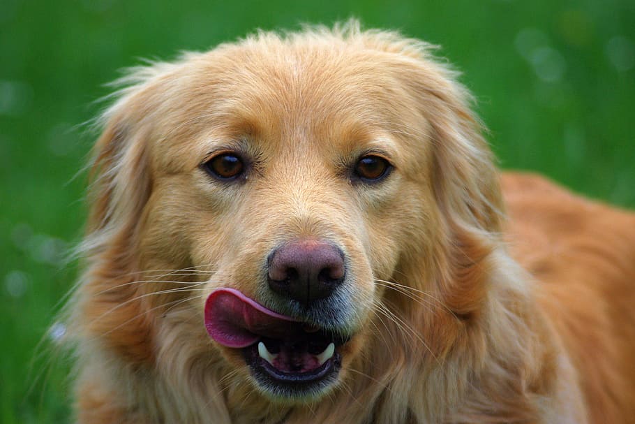 Golden Retriever, dog, animal, hybrid, portrait, tongue, snout, HD wallpaper