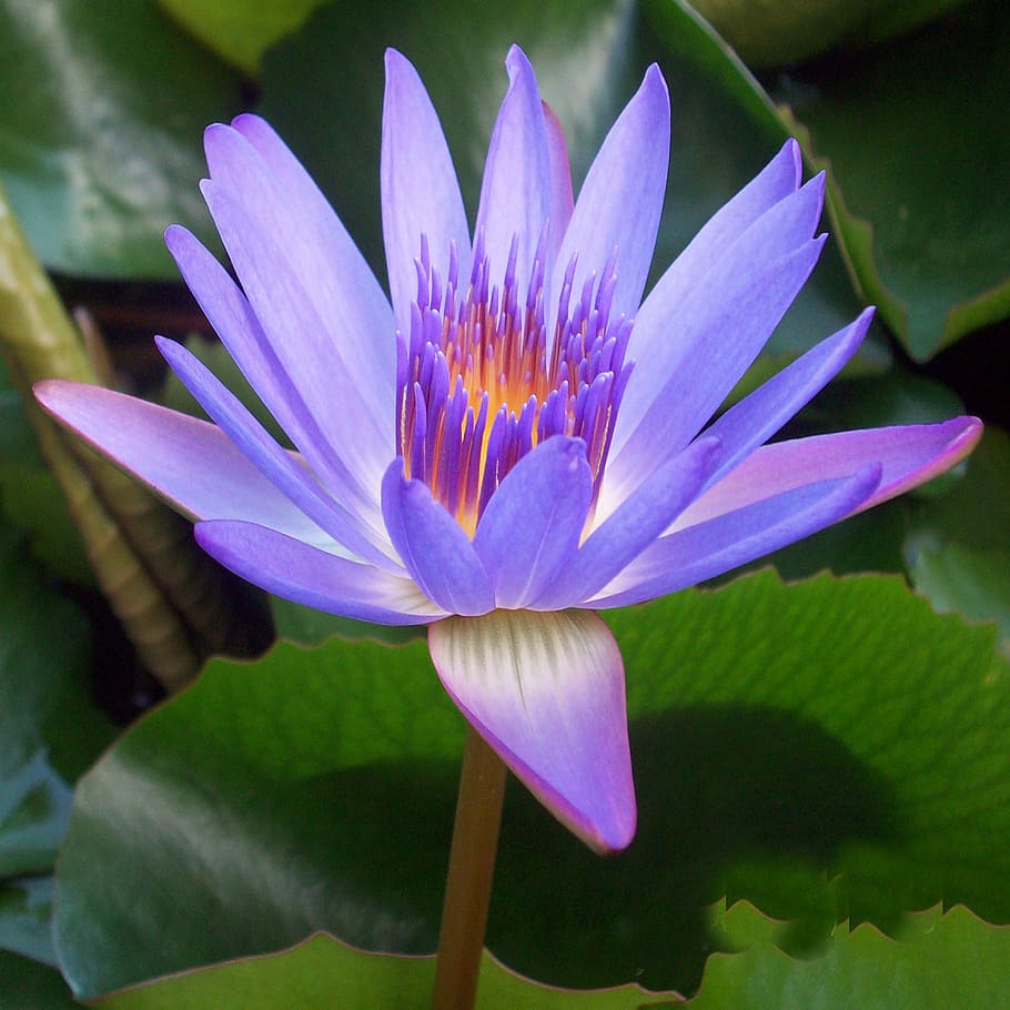 HD wallpaper: close-up photography of purple water lily flower, aquatic