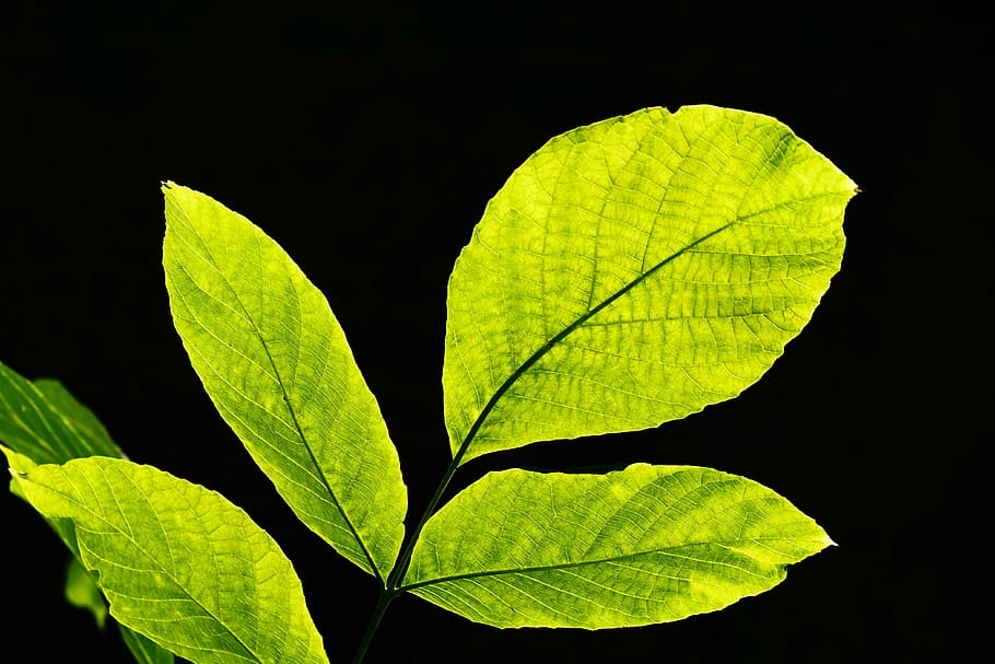 green leaf, leaves, back light, nature, bright, sun, light green HD wallpaper
