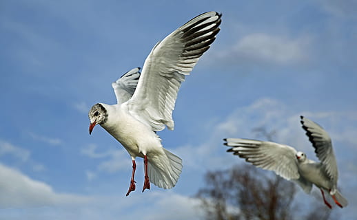 low angle photography of Franklin's gulls flying under blue sky during daytime HD wallpaper