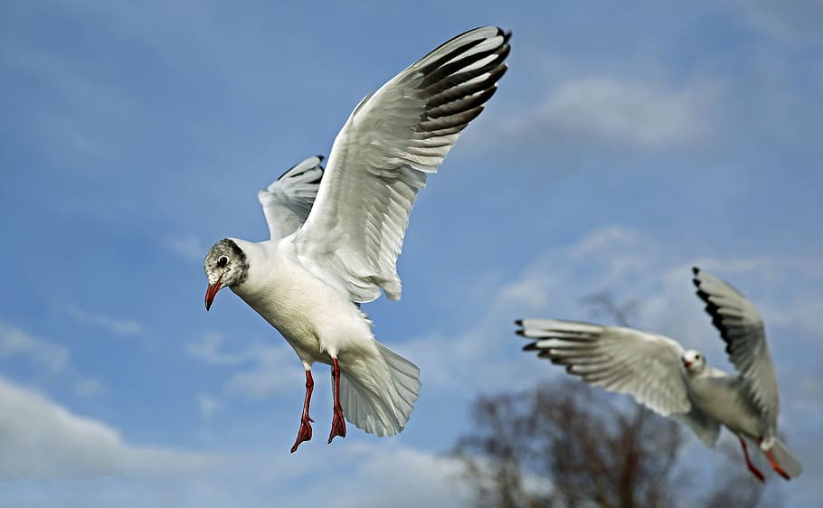 low angle photography of Franklin's gulls flying under blue sky during daytime HD wallpaper