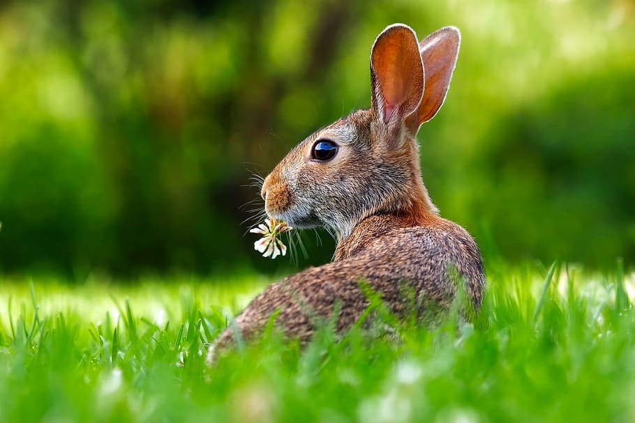 brown rabbit on grass field on focus photo, hare, animal, cute HD wallpaper