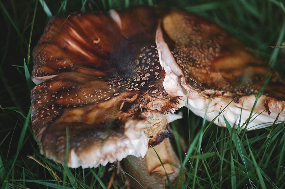 Wild Mushroom, brown mushroom on green g rass, grass, field, woodland HD wallpaper