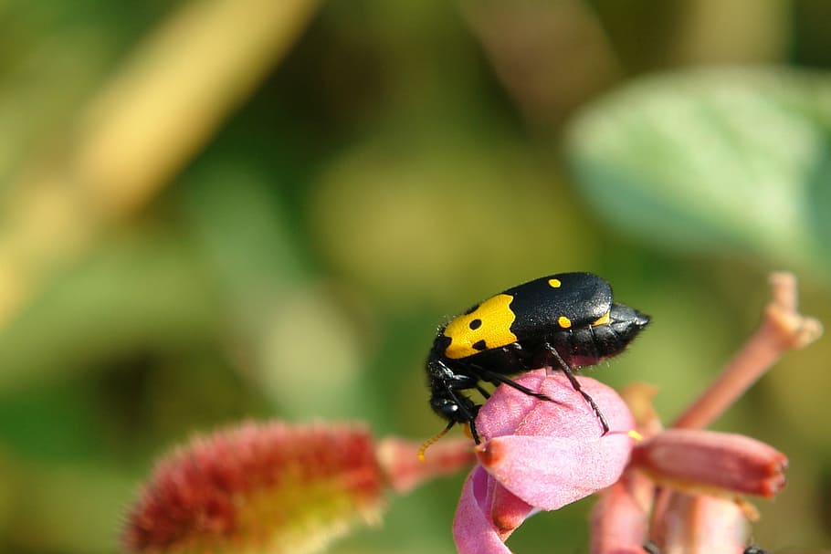Bug, Insect, Flower, Eating, Nature, wasp, guepe, black and yellow HD wallpaper