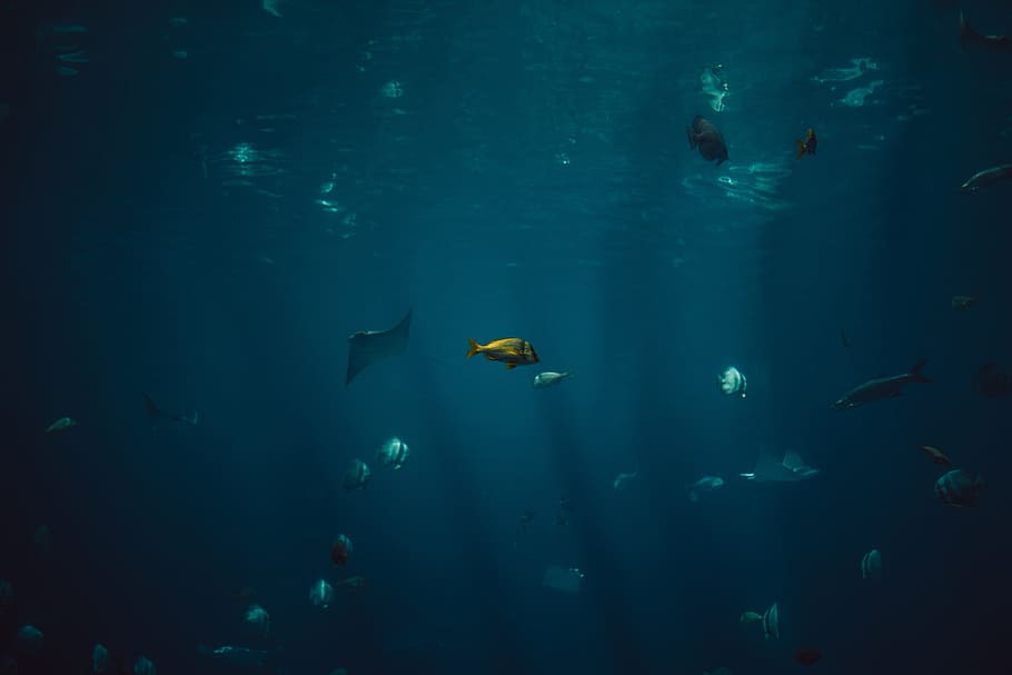 fish, aquatic, animal, ocean, underwater, blue, sea, swimming HD wallpaper