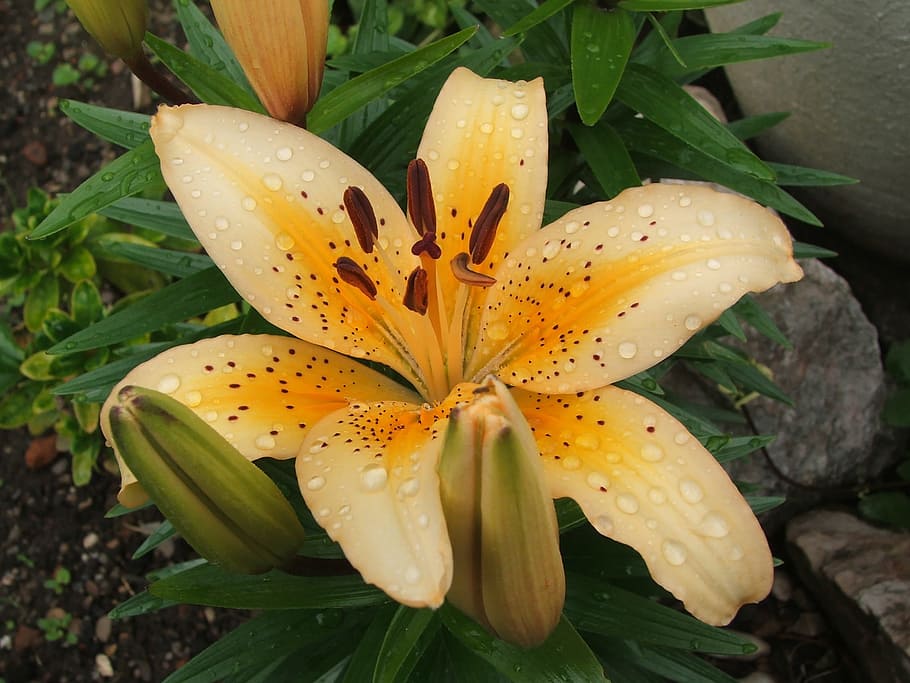 Lily, Orange, Yellow, Blossom, Flower, stamens, nature, plant HD wallpaper