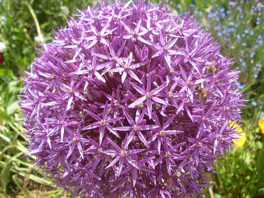 globule, purple, allium, close up, violet, flower, flowering plant