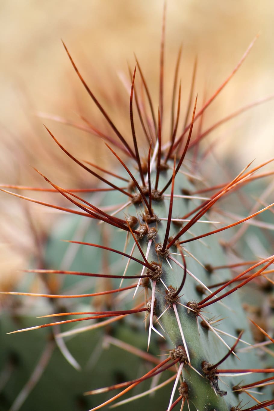 Cactus, Plant, Spike, Spiked, twinge, garden, rock garden, flower shop HD wallpaper