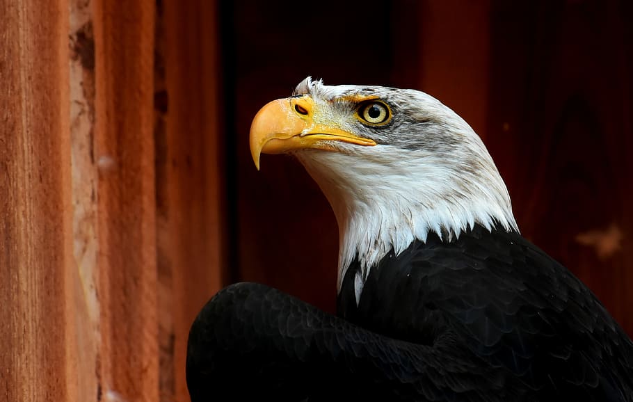 bald eagle standing beside wall, adler, bird, raptor, bird of prey HD wallpaper