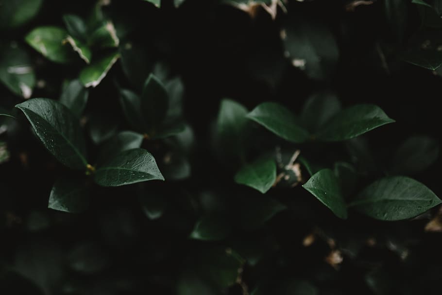 shallow focus photography of green plant, green plant outdoor HD wallpaper