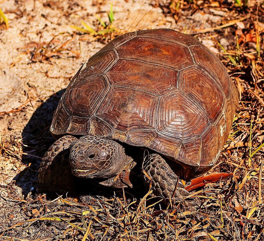 turtle, wildlife, reptile, animal themes, animal wildlife, tortoise HD wallpaper