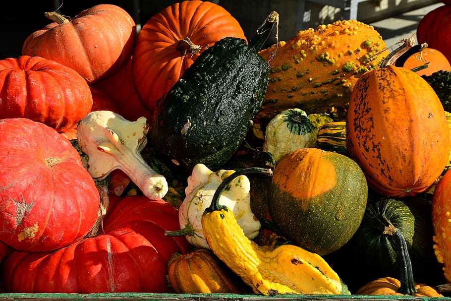 pumpkins, squash, gourd, autumn, thanksgiving, orange, food HD wallpaper