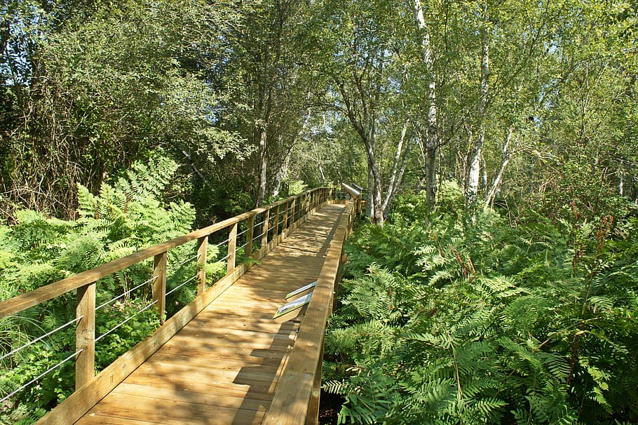 forest, walkway, bridge, plants, tree, direction, the way forward HD wallpaper