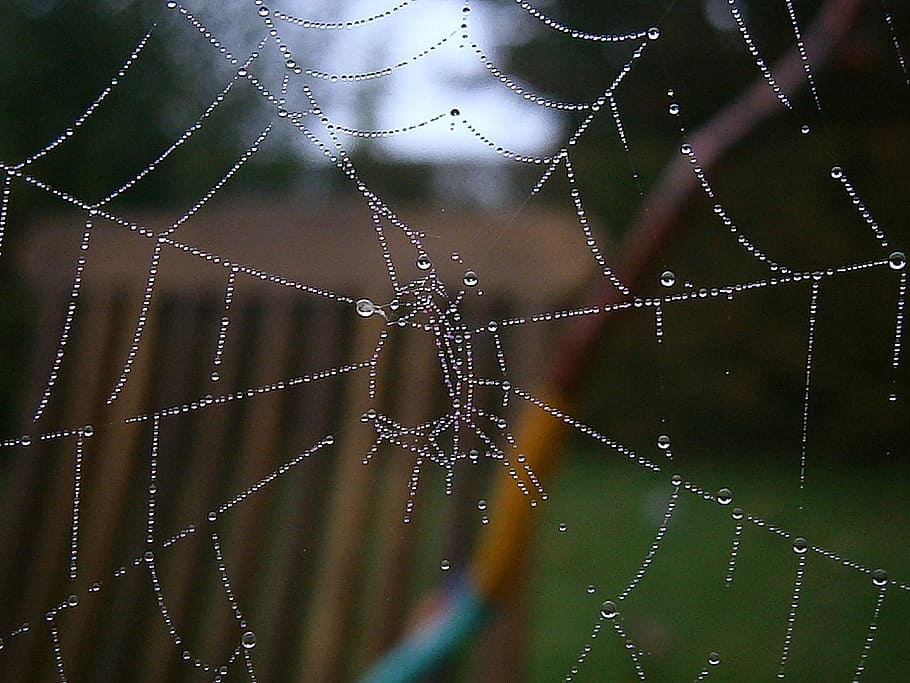 cobweb, network, autumn, drip, drop of water, nature, beautiful HD wallpaper
