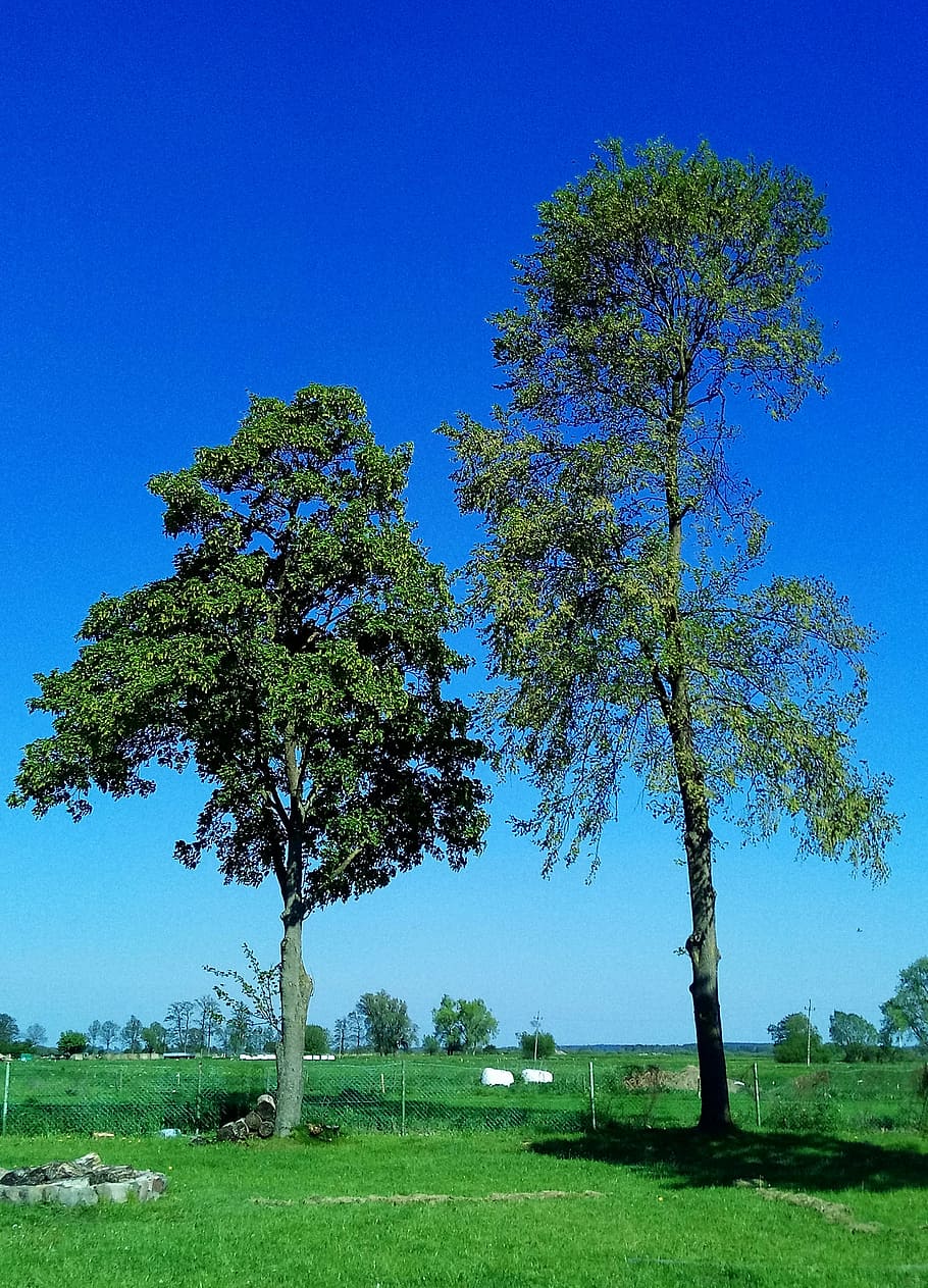 tree, meadow, landscape, nature, green, blue, plant, sky, clear sky HD wallpaper