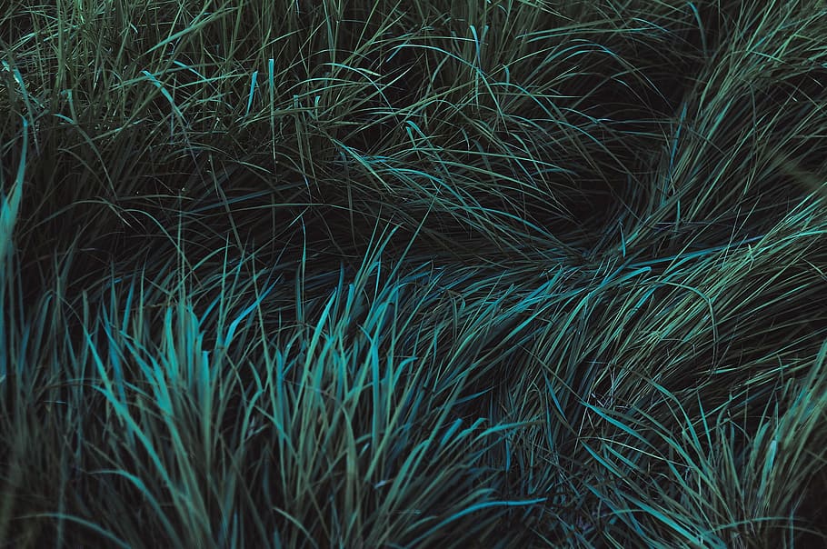 green grass, black, cyan, gray, nature, backgrounds, green color HD wallpaper