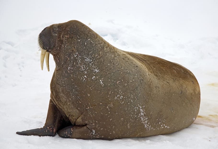 Walrus, Snow, Cold, Winter, Outdoors, arctic, animal, nature HD wallpaper