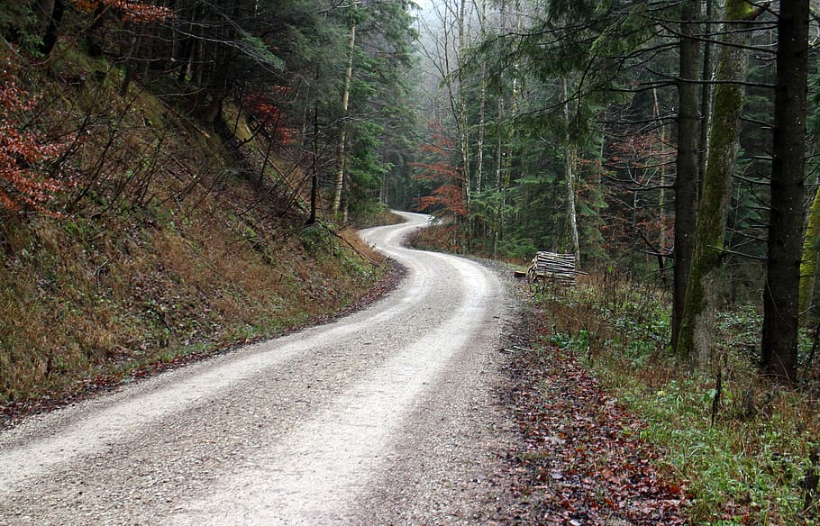 away, forest, nature, forest path, trees, trail, nature trail HD wallpaper