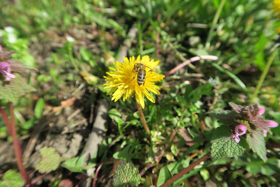 bee, dandelion, meadow, yellow, spring, flower meadow, close HD wallpaper