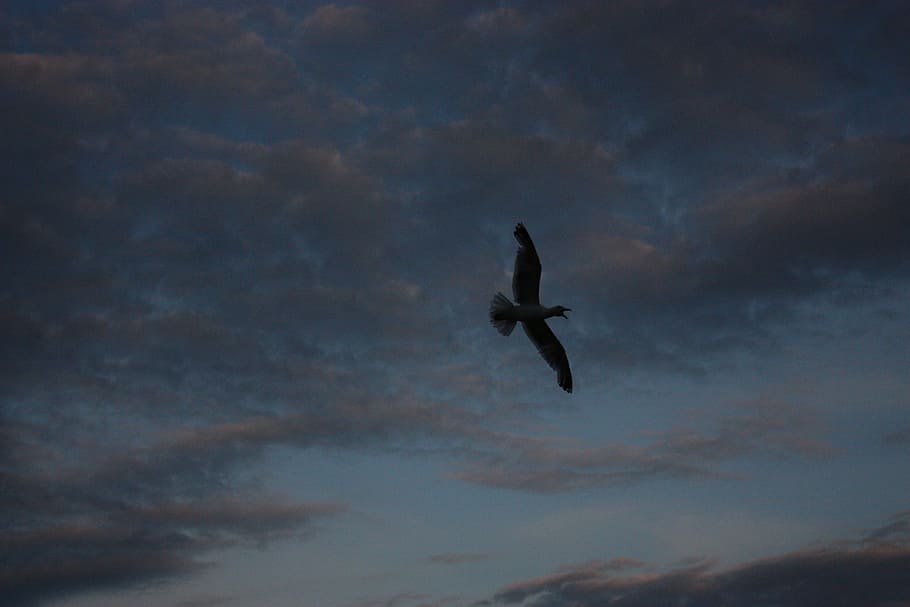 clouds, dusk, gull, sky, nature, dark, twilight, evening, cloudscape HD wallpaper